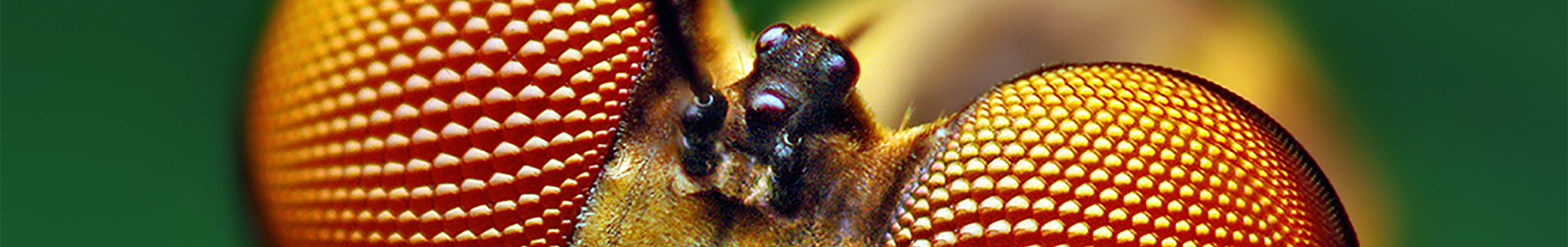 Bug eyes