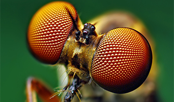 Bug eyes