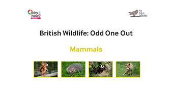 Mammals
