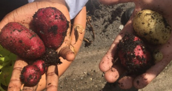 JES issue 30 cover of primary children showing vegetables recently pulled from the ground in their hands